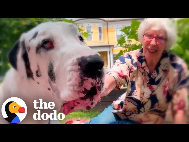 Great Dane Meets A Grandma In The Woods And They Become BFFs | The Dodo