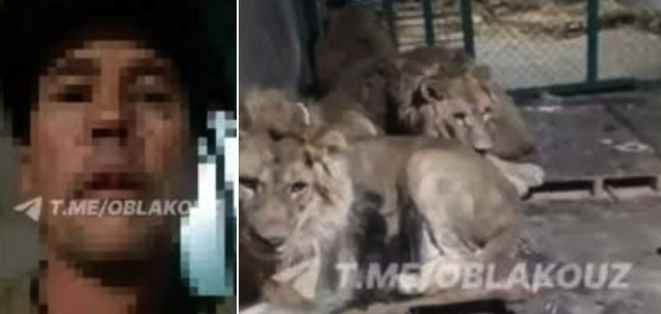 Uzbekistan Zookeeper Filmed Himself Getting Eaten Alive by Lions After He Entered Cage to 'Impress His Girlfriend'