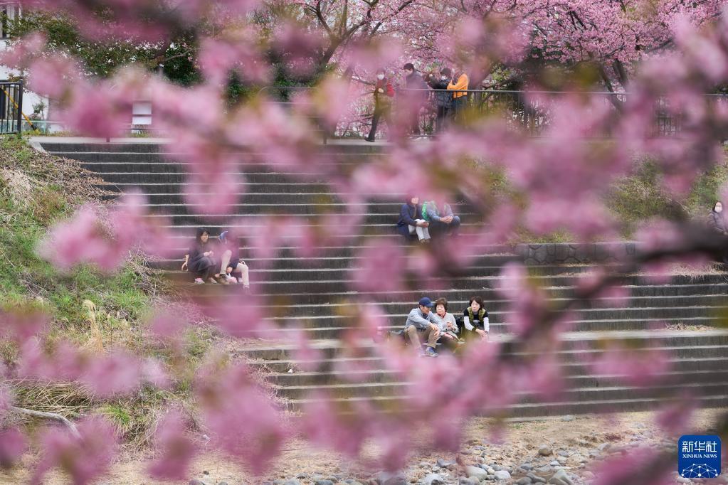 游日注意｜沖绳那霸一公园樱花绽放 较去年提早1周开花