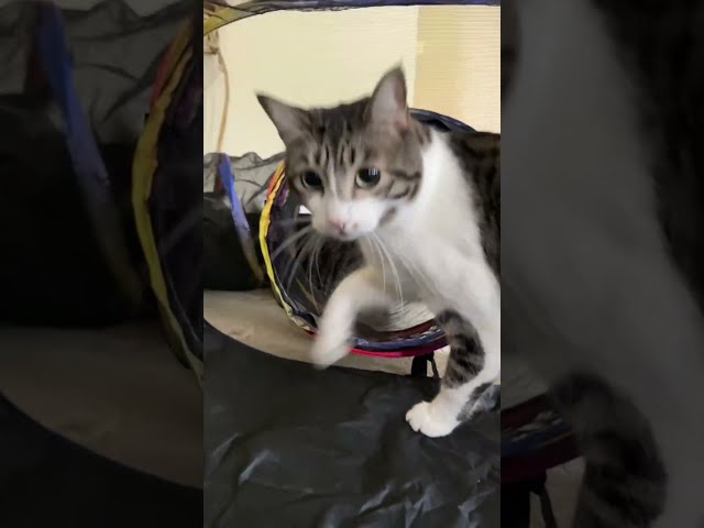 She Said She Wanted A Play Tent For Her Cats! | The Dodo