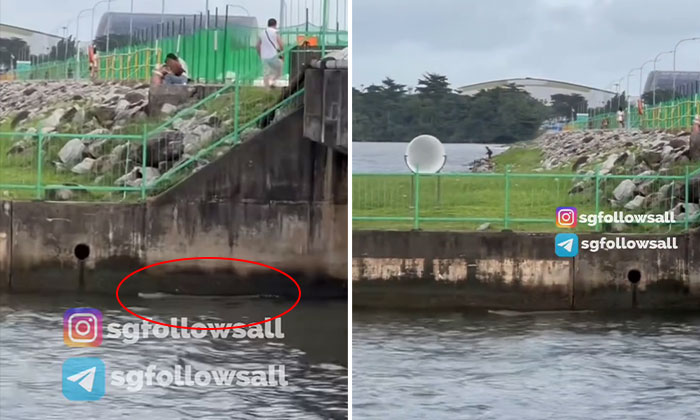 Another crocodile spotted near Yishun Dam, public warned to stay away from water's edge