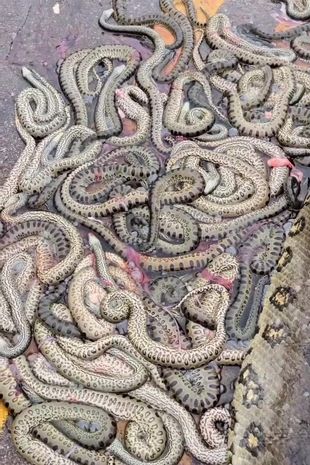 Moment massive pregnant anaconda gives birth to 40 baby snakes after being run over