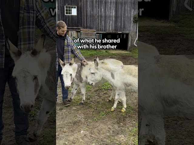 Family Was Worried Donkey's Heart Would Never Heal, Until... | The Dodo