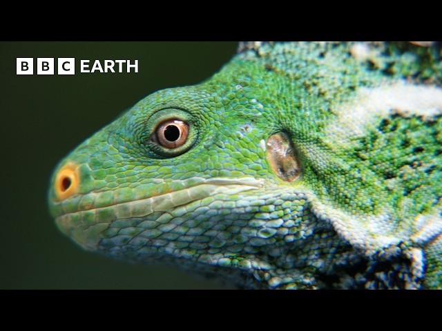 The Mysterious Islands of the South Pacific | BBC Earth
