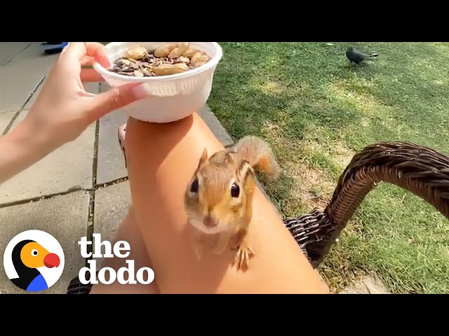 Chipmunk Plays Freeze Game With His Human BFF | The Dodo