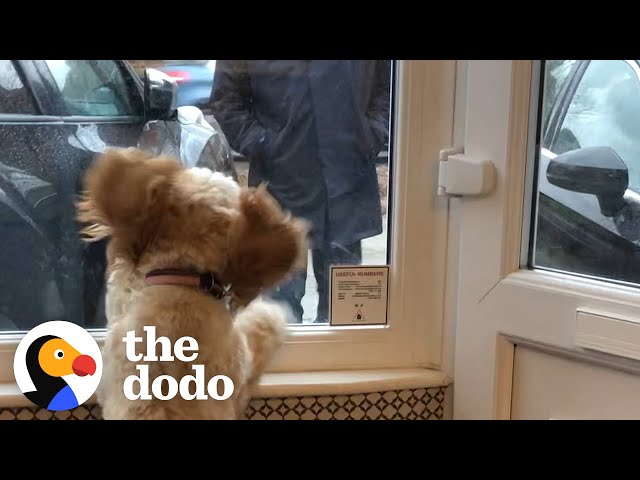 Dog Waits By The Window For Her Grandparents To Come Home | The Dodo