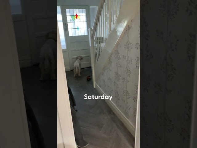 Dog Waits By The Window For Her Grandparents To Come Home | The Dodo