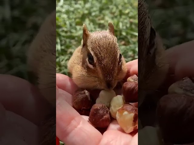 Chipmunk Plays Freeze Game With His Human BFF | The Dodo