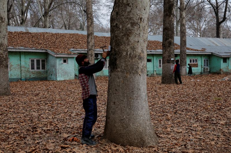 India turns to geo-tagging to conserve Kashmir's iconic 'chinar' trees