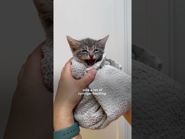 Mama Cat And Kittens Found Under A Grill | The Dodo