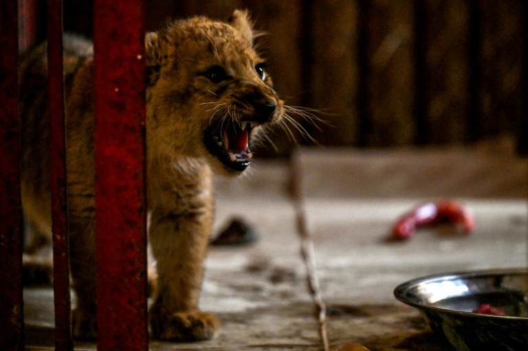 Lion cub gifted to pakistani youtube star causes wedding chaos