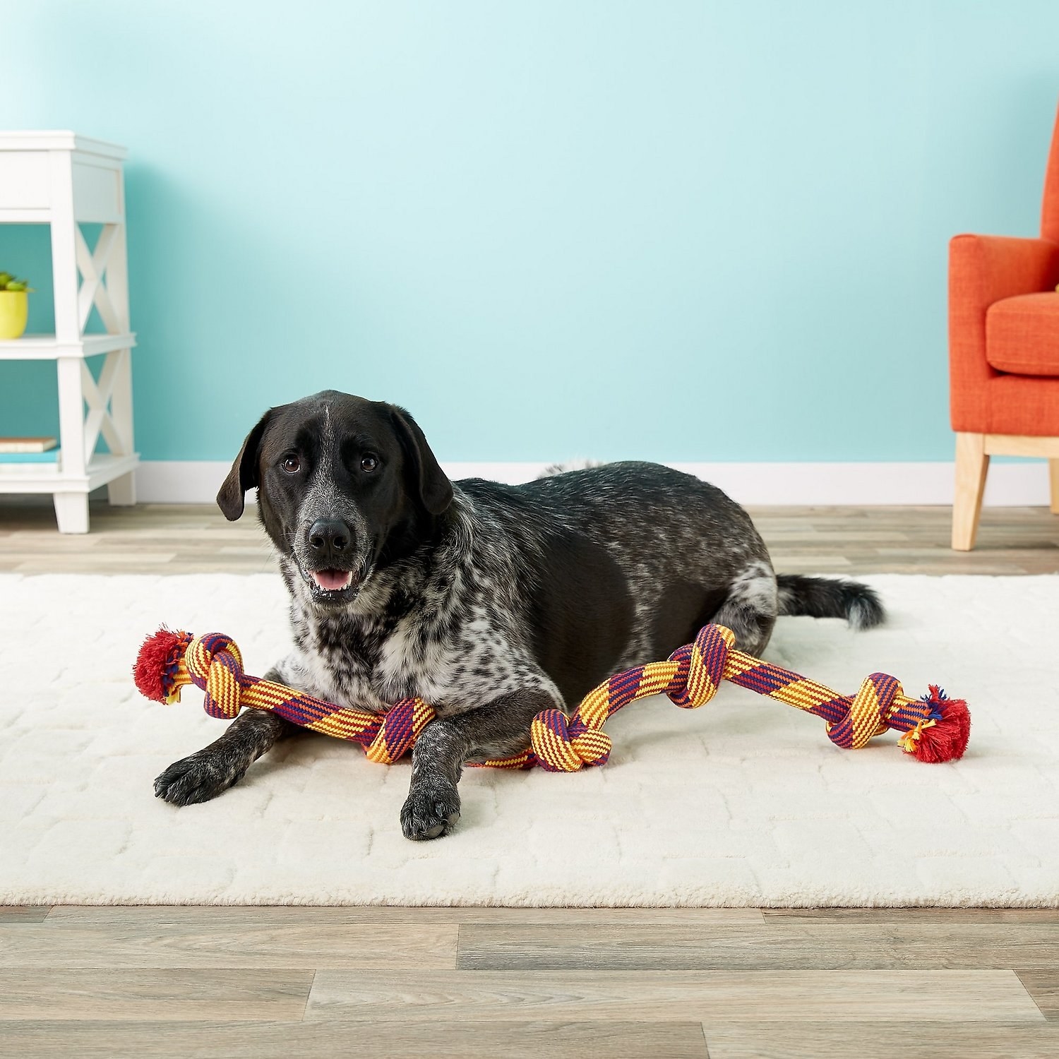 34 Chewy Products That Just About Every Dog Parent Will Find Useful
