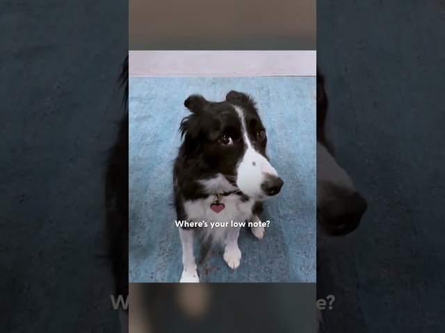 This Border Collie Has Perfect Pitch | The Dodo