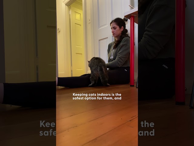 Feral Stray Cat Shows Up At Woman's Front Door | The Dodo