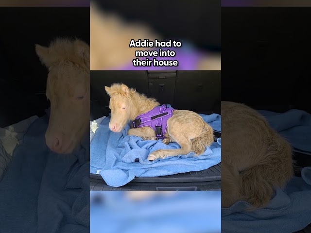 Baby Horse Moves Into Her Human Mom’s House And Causes Chaos | The Dodo