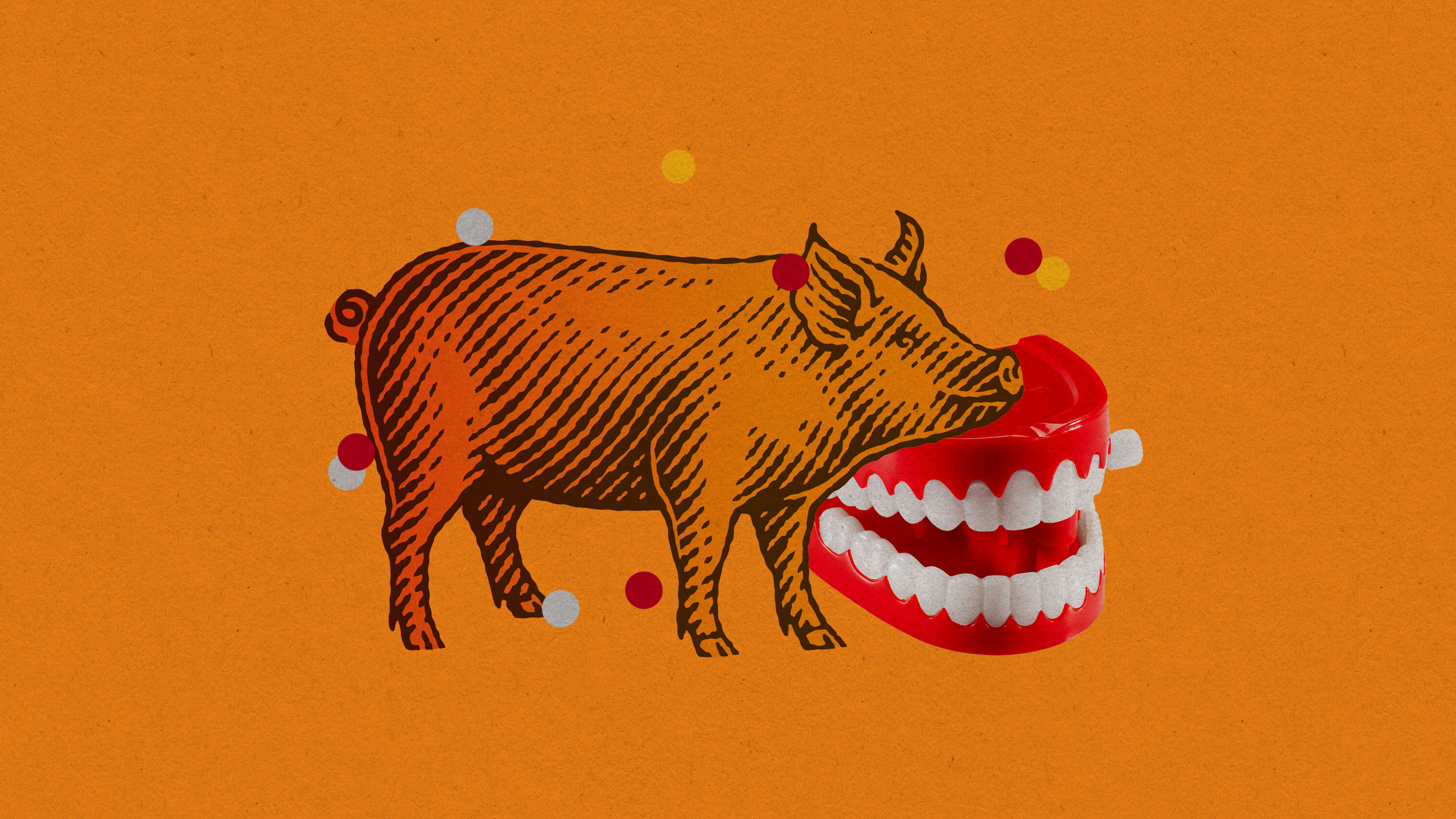 Humanlike “teeth” have been grown in mini pigs