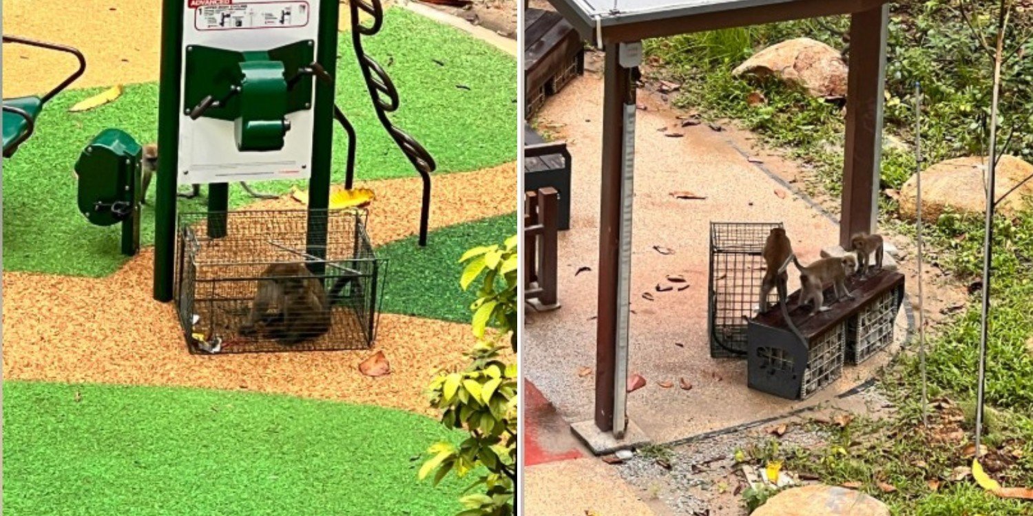 Monkeys seen trapped in cages at northshore bto, reportedly entered homes & scratched cars