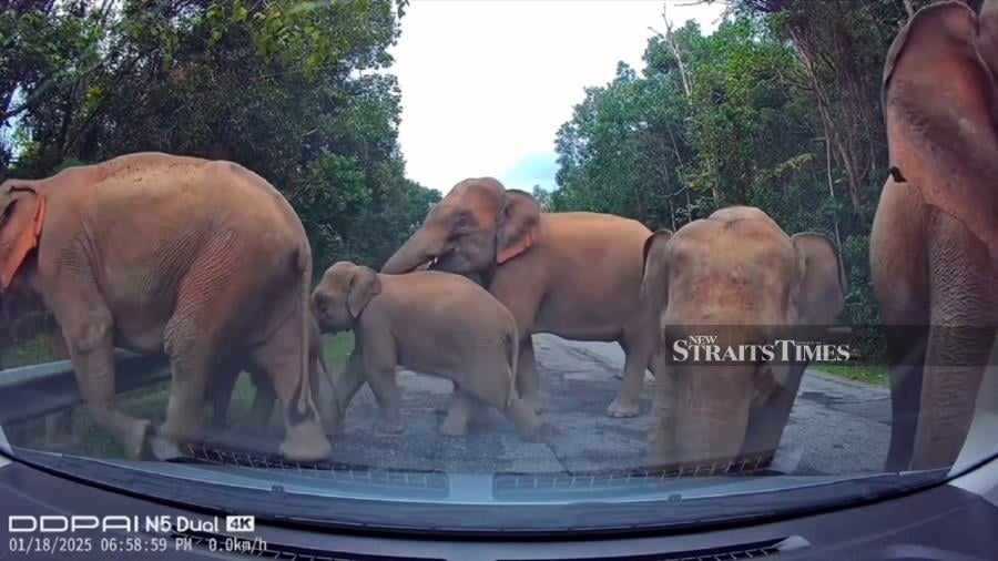 Elephant encounters along Gerik-Jeli East-West Highway increase as habitat shrinks