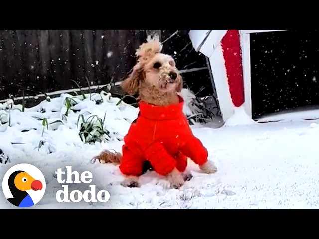 Narcoleptic Dog Falls Asleep Every Time He's Happy | The Dodo