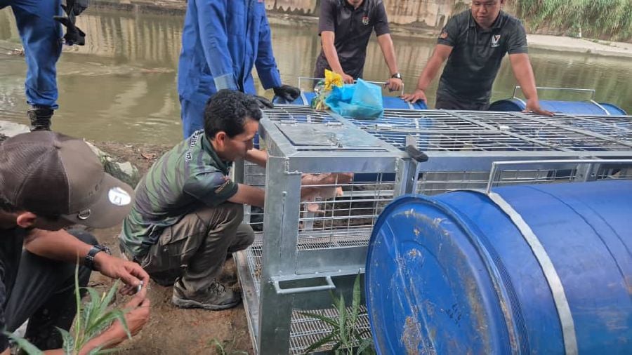 [UPDATED] Unexpected visitor: Crocodile spotted near Gardens Mid Valley and KL Eco City [WATCH]