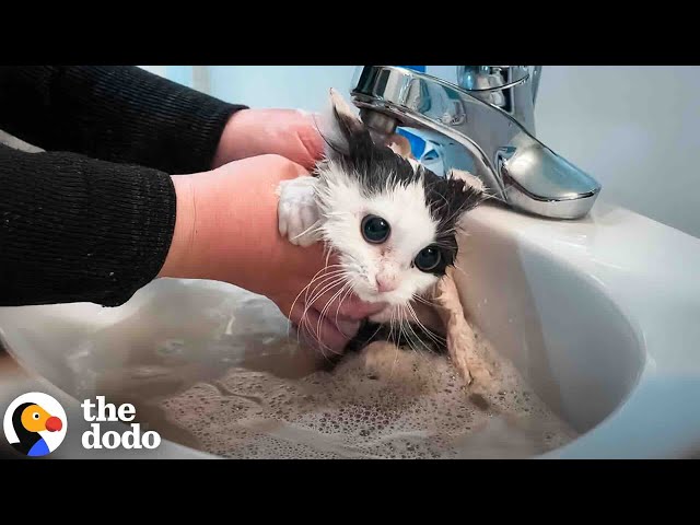 Angry Feral Cat Transforms After First Bath | The Dodo