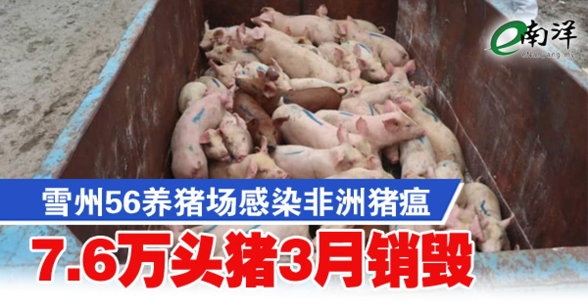 雪兰莪56养猪场感染非洲猪瘟 7.6万头猪3月销毁