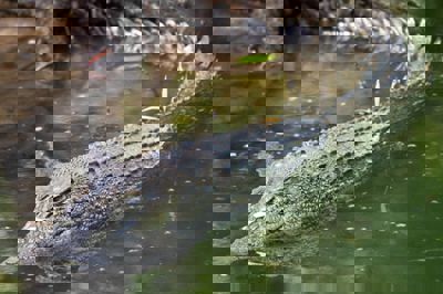 Woman hauls in fishing net, finds 3-metre croc instead