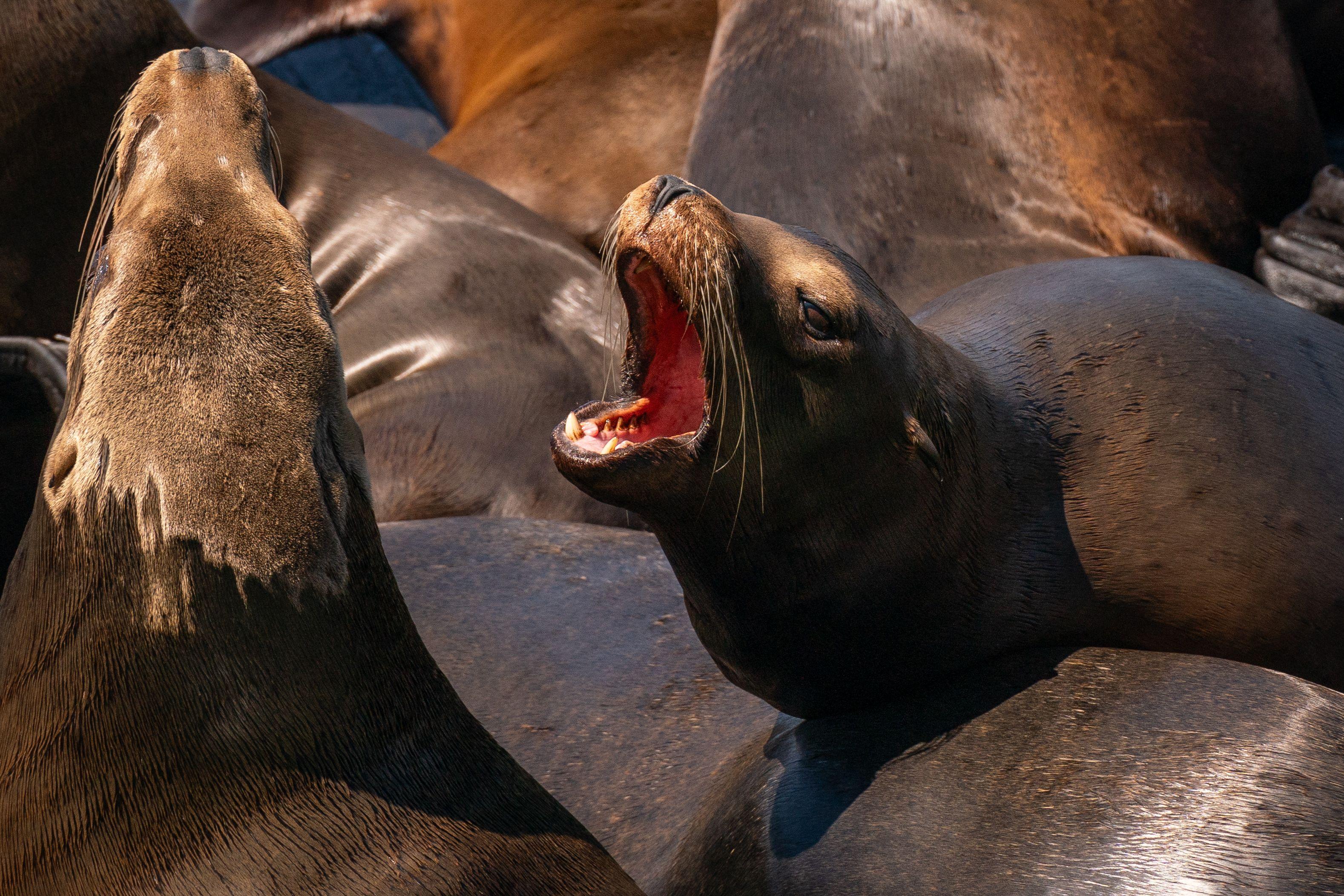 US hunts man who decapitated California sea lion