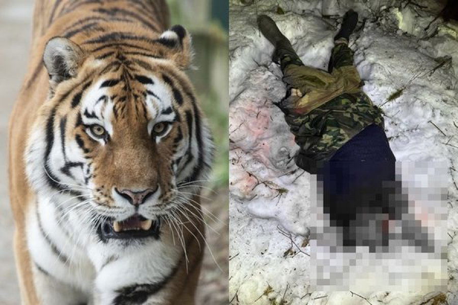 护林员遭老虎攻击　手臂撕裂内脏被吞食惨死