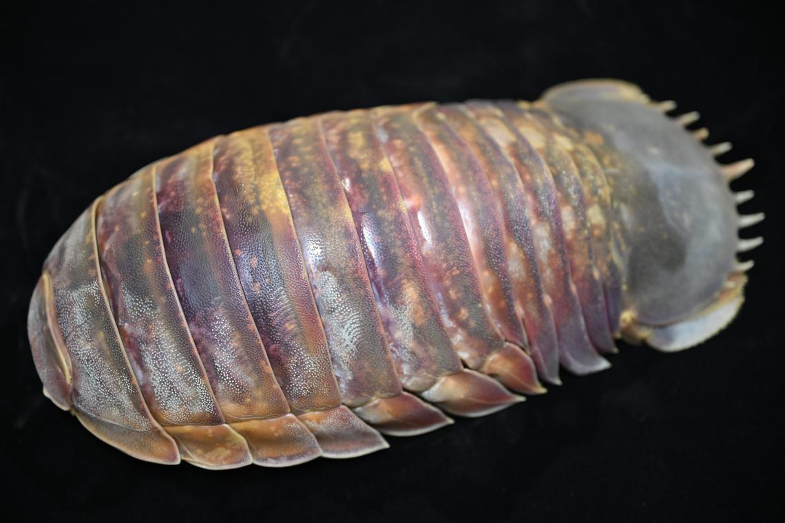 ‘Darth Vader’ giant isopod sold widely as seafood, raises concerns about overfishing