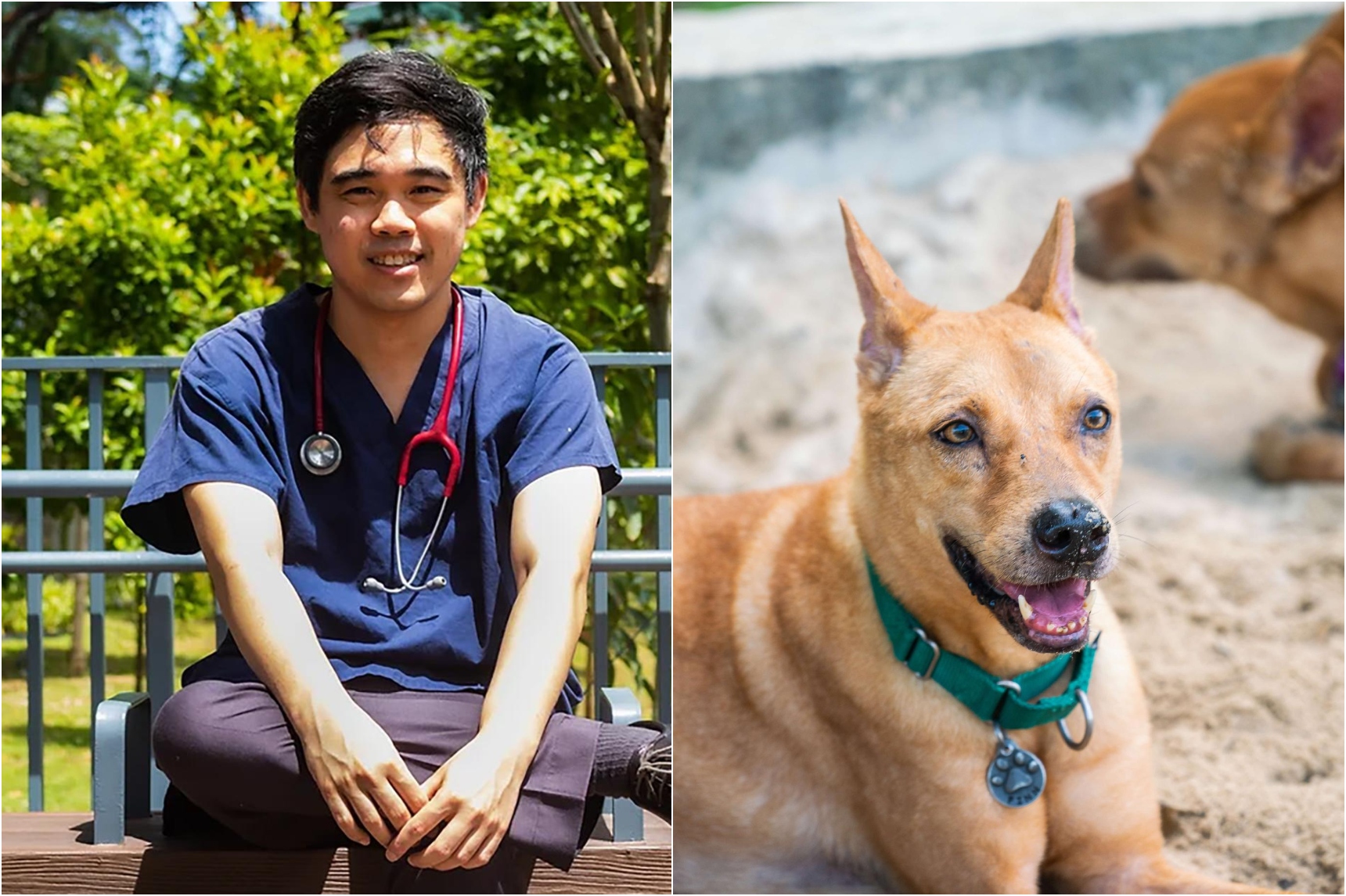 Vet Talk: Understanding and managing the rising cost of pet healthcare