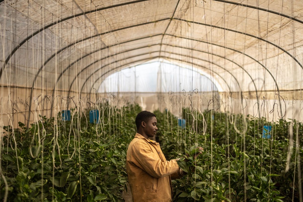 In Nigeria, tech workers and farmers bring AI to the fields