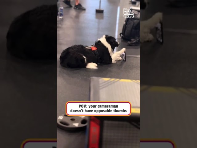 Helpful Dog Holds Dad Phone At Gym