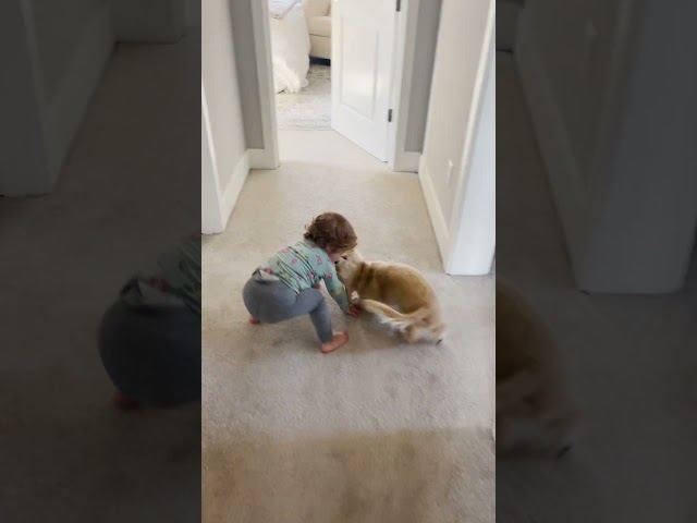 Tiny Dachshund Becomes Big Sister To Human Babies | The Dodo