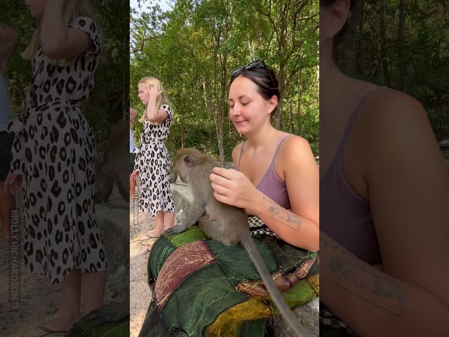 Monkey Gets Rowdy