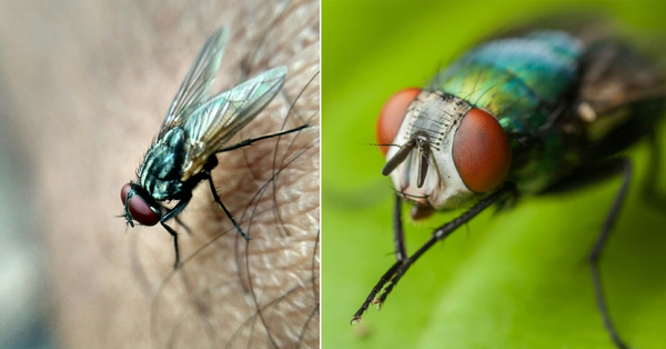 Here's Why Flies Rub Their Hands Like They're Planning World Domination