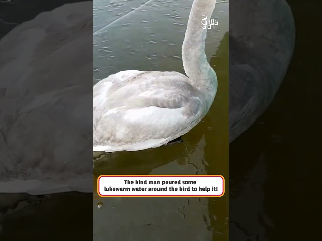 Swan Rescued From Frozen Lake