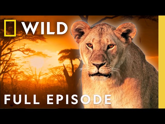 Lioness: Throne of Power (Full Episode) | Regime of the Queen | Nat Geo Animals