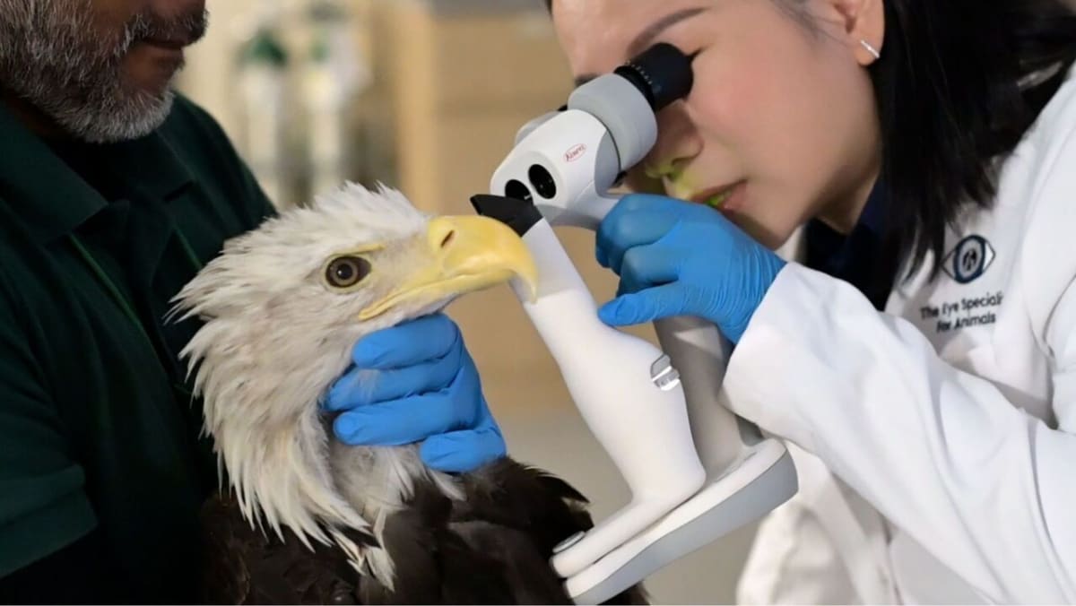 Singapore’s animal eye doctor whose patients include pets, an eagle and even a frog