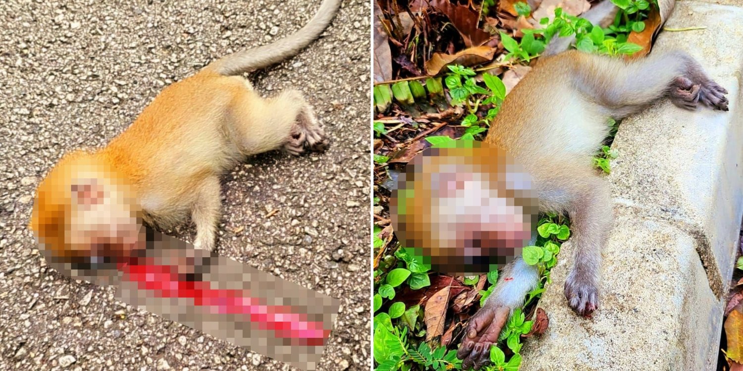 Man attacked by angry monkeys after trying to help baby monkey fatally run over by van at upper pierce reservoir