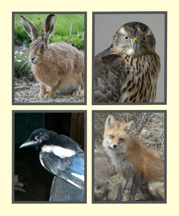 A Hare, a Fox, an Owl, a Snail: Animal Memoirs Are Going Wild