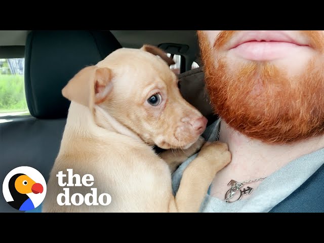 He Saved a Scared Puppy for His Stepson—Now Their Bond is Unbreakable | The Dodo