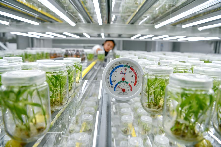 AI empowers China’s agriculture to harvest smarter future
