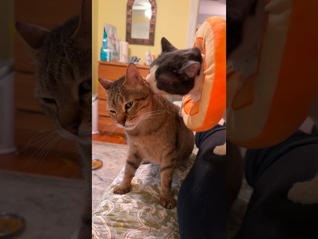 Feral Cat Learns How To Trust After Meeting His Soulmate | The Dodo