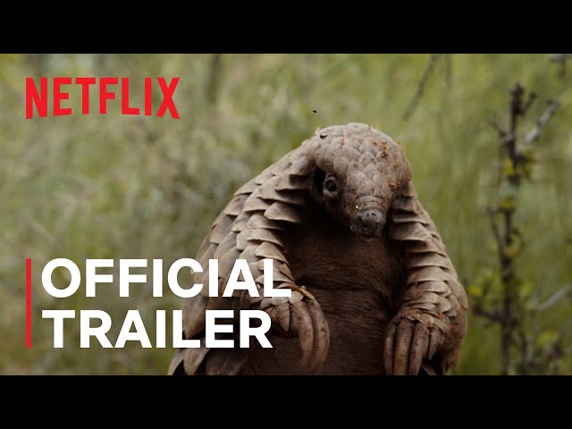 Pangolin: Kulu’s Journey | Official Trailer | Netflix