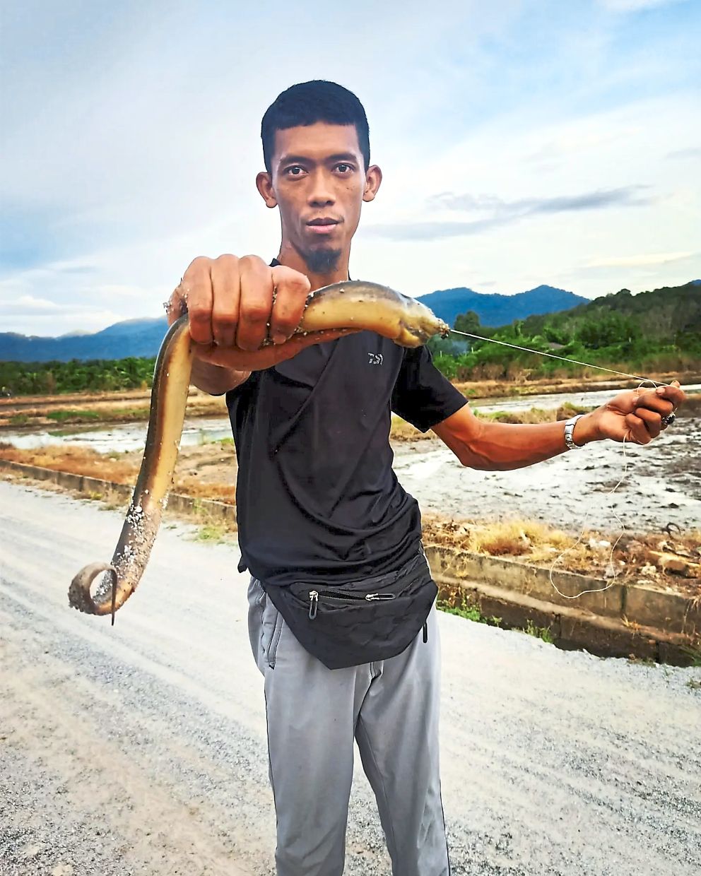 Tug-of-war with swamp eels