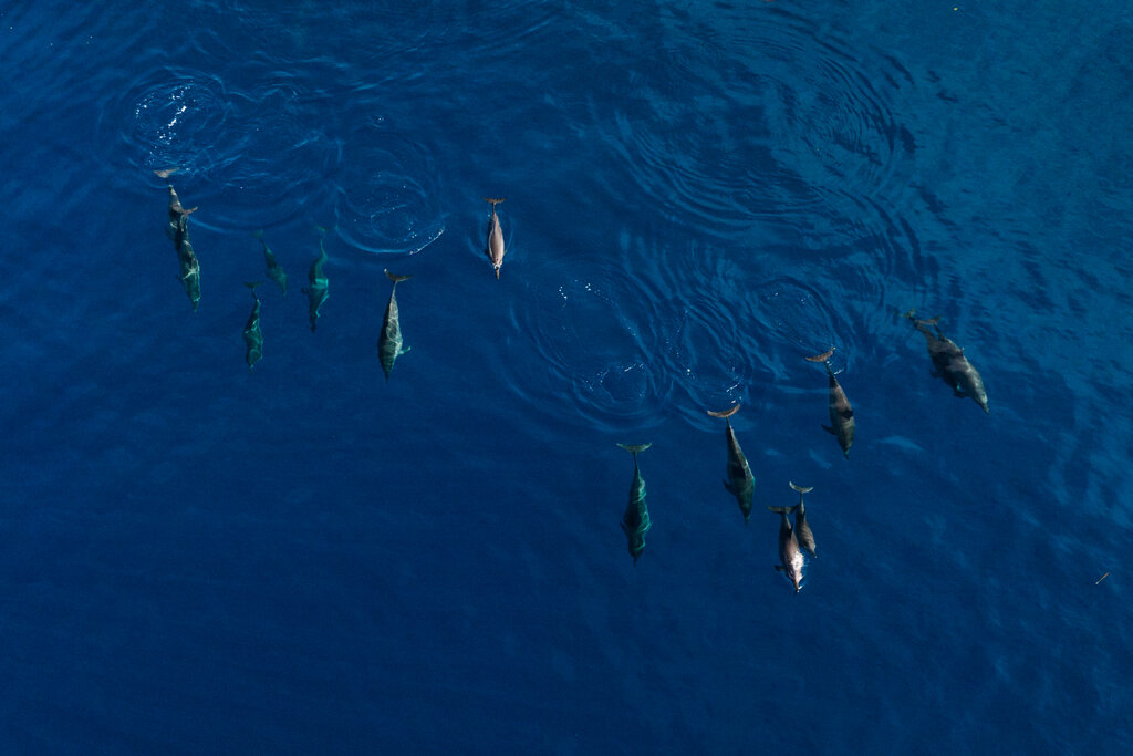 Dolphin Hunting Is Their Tradition. Rising Seas Have Made It a Lifeline. Dolphin Hunting Is Their Tradition. Rising Seas Have Made It a Lifeline.