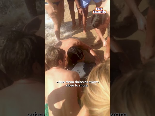 Beachgoers Rescue Dolphin Caught in Fishing Line #Dolphin #AnimalRescue #Beach