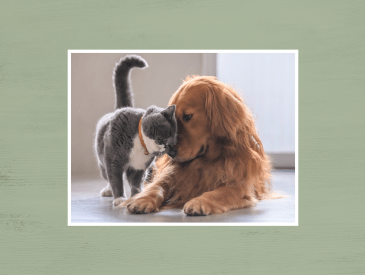3 Ways a Costco Membership Can Save Pet Parents Money