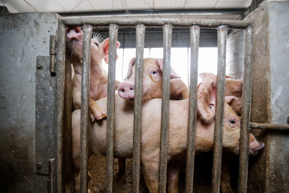 Smugglers turn pigs and cattle into drug mules along Malaysia-Thailand border